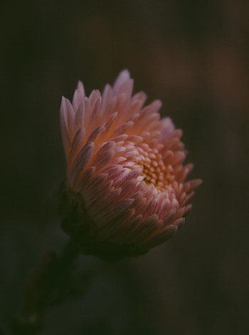Chrysanthemum, flower, portrait HD phone wallpaper