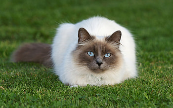 Balinese Cat, cat , Fluffy feline, Cat's beauty HD wallpaper