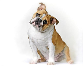HANNAH, dog, animal, bulldog, cute HD wallpaper