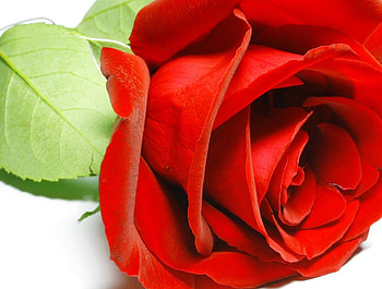 Fresh BEAUTY, magnificent, fresh, beauty, precious, rose, love, green, red, nature, flowers, forever, macro HD wallpaper