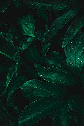 Leaves, Drops, Macro, Dark, Moisture HD phone wallpaper