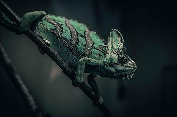 Animals, Branch, Reptile, Chameleon, Mimicry HD wallpaper