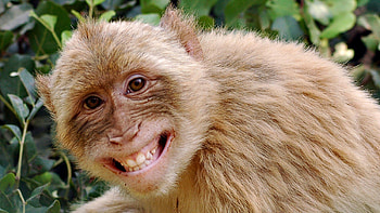 Funny Monkey MONKEY | | Pinterest | Monkey , and HD wallpaper