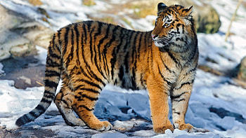 Animals, Snow, Big Cat, Stroll, Tiger HD wallpaper
