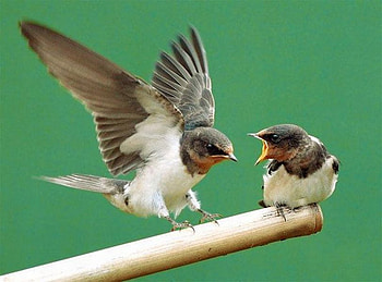 Cute Birds, cool, cute, birds HD wallpaper