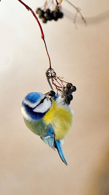 High definition birds, , Backgrounds, Posted HD phone wallpaper