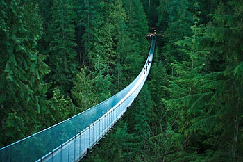 Forest High Path, , path, cool, high, forest HD wallpaper