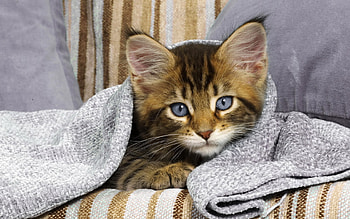 Animals, Cats HD wallpaper