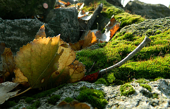 Nature, Stones, Leaves, Web, Macro, Branches, Moss HD wallpaper