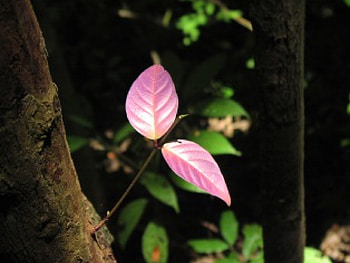 Looking for the sun, branch, looking, purple, leaves, sun HD wallpaper