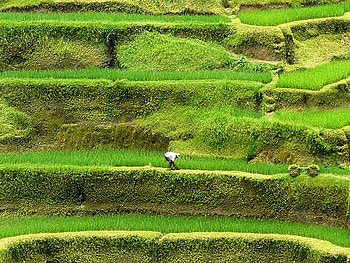 Green Fileds, cool, fileds, , green HD wallpaper