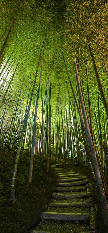 Bamboo , Refreshing greenery, Vibrant plants, Beautiful foliage HD phone wallpaper