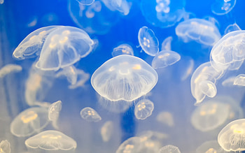 Jellyfishes, blue, sea, animal, summer, white, jellyfish, underwater, water HD wallpaper