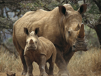 Rhino gallery, Striking , Breathtaking visuals, Wildlife graphy HD wallpaper