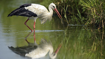 White stork, Majestic bird, High-definition beauty, Breathtaking scene HD wallpaper