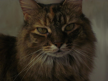 Cat's Stare, cats, cat, kitties, kittens HD wallpaper