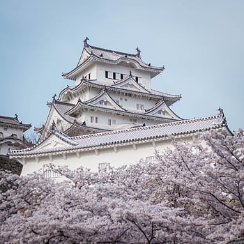 Stunning view of Himeji Castle surrounded by cherry blossoms in spring, Japan. HD phone wallpaper