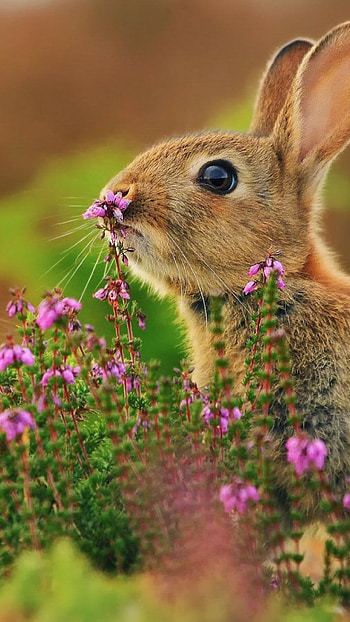 Rabbit, Cute animals, Flowers HD phone wallpaper