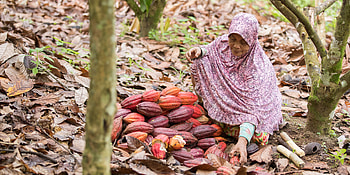 Sustainable cocoa production, Indonesia, Millennium Challenge Corporation, Promoting HD wallpaper