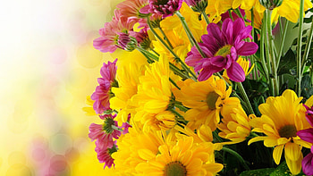 Color of friendship flowers, leaves, green, violet, yellow HD wallpaper