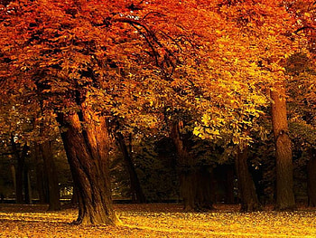 The Woods are Lovely,Dark and Deep, golden, leaves, yellow, trees, autumn, woodland, orange HD wallpaper