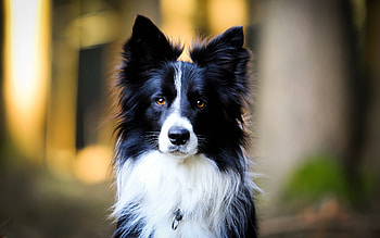 Border Collie, Bokeh pets, Black dogs, High quality HD wallpaper