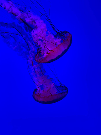 Nature, Water, Jellyfish, Underwater World, To Swim, Swim HD phone wallpaper