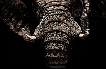 Elephant, big animal, muzzle, tusks HD wallpaper