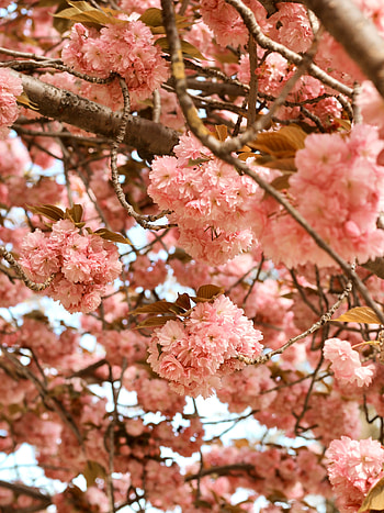 Flowers, Pink, Wood, Tree, Branches, Bloom, Flowering HD phone wallpaper