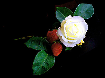 Sweets for Fran, rose, white, leaves, black background, strawberries HD wallpaper