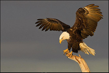 HIGH BRANCH, branch, majestic, feathers, eagle, bird, flight, baldeagle HD wallpaper