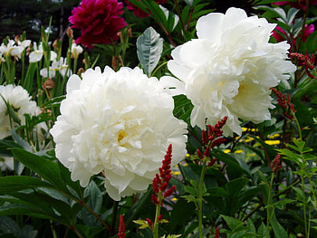Nature, Flowers, Peonies, Greens, Garden HD wallpaper