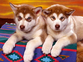 Alaskan malamutes, dogs, puppies HD wallpaper