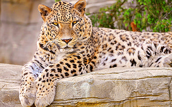 Animals, Lies, Leopard, Beautiful, Big Cat, Satisfied, Content HD wallpaper