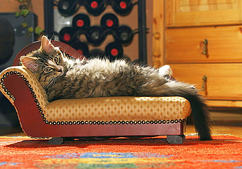Cat on Vacations, cool HD wallpaper
