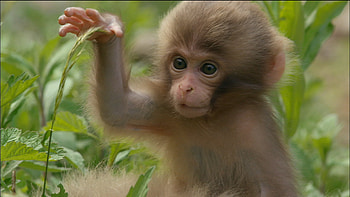 Cute Baby Monkeys Playing & Relaxing Compilation - [New 2015] - YouTube | Random Stuff | Pinterest | Youtube HD wallpaper