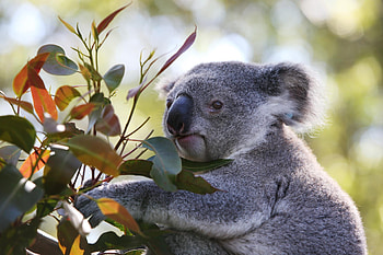 Endangered koalas, Conservation status, A saddening reality, Urgent protection HD wallpaper