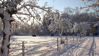 Winter, Nature, Horses, Snow, Corral HD wallpaper