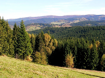 Landscape, Trees HD wallpaper