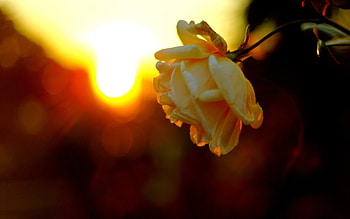 SUNSET BLOOM, branch, rose, light, sunset HD wallpaper