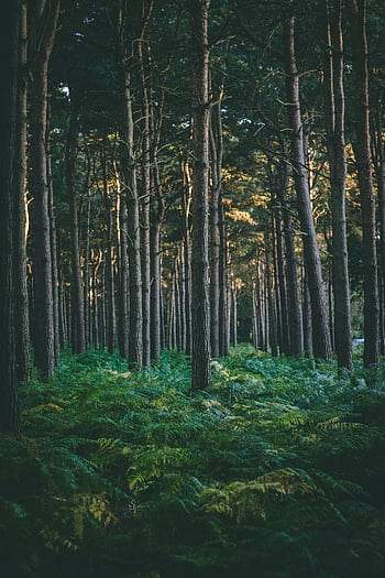 A tranquil evergreen forest with ferns, showcasing nature's beauty and tranquility. HD phone wallpaper