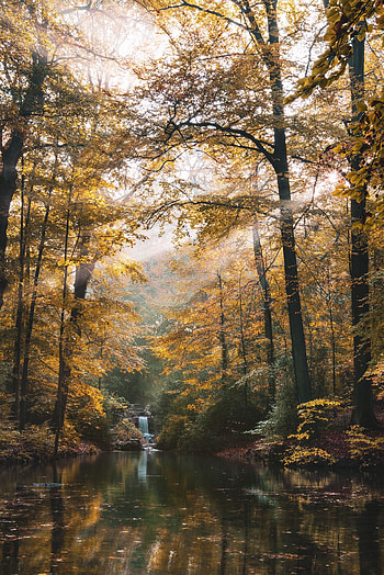 Landscape, Nature, Rivers, Trees, Autumn, Forest HD phone wallpaper