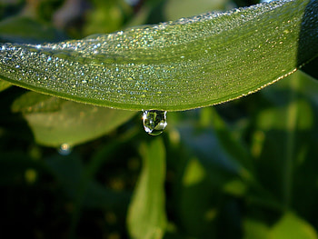 Background, Drops HD wallpaper
