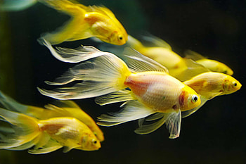 Gold Fish, Moor fish , no keywords available HD wallpaper
