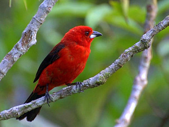 Red Bird, beautiful, bird, , red HD wallpaper