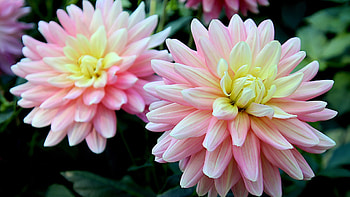 Soft Dahlias, summer, pink, fall, garden, soft, autumn, flowers, dahlia, Firefox theme HD wallpaper