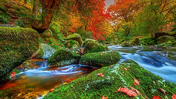 Forest Stream, autumn, forest, moss, stream HD wallpaper