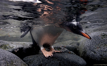 Animals, Stones, Stroll, To Swim, Swim, Hunting, Hunt, Under Water, Underwater, Penguin HD wallpaper