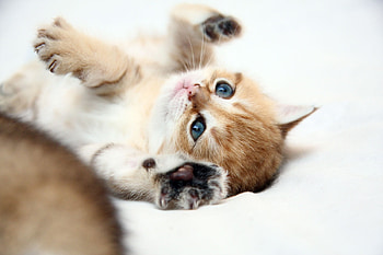 Animals, Kitty, Kitten, Redhead, Kid, Tot HD wallpaper