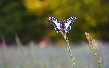 Swallowtail Butterfly, animal, swallowtail, butterfly, insect HD wallpaper